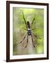 Close-Up of a Golden Silk Orb-Weaver, Andasibe-Mantadia National Park, Madagascar-null-Framed Photographic Print