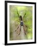 Close-Up of a Golden Silk Orb-Weaver, Andasibe-Mantadia National Park, Madagascar-null-Framed Photographic Print