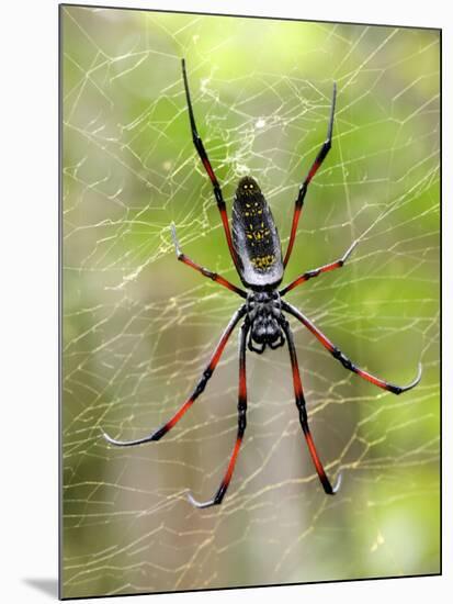 Close-Up of a Golden Silk Orb-Weaver, Andasibe-Mantadia National Park, Madagascar-null-Mounted Photographic Print