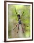 Close-Up of a Golden Silk Orb-Weaver, Andasibe-Mantadia National Park, Madagascar-null-Framed Photographic Print