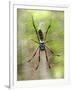 Close-Up of a Golden Silk Orb-Weaver, Andasibe-Mantadia National Park, Madagascar-null-Framed Photographic Print