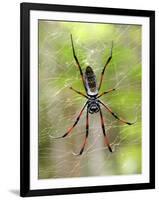 Close-Up of a Golden Silk Orb-Weaver, Andasibe-Mantadia National Park, Madagascar-null-Framed Photographic Print