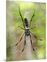 Close-Up of a Golden Silk Orb-Weaver, Andasibe-Mantadia National Park, Madagascar-null-Mounted Photographic Print