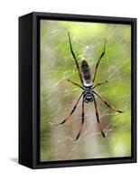 Close-Up of a Golden Silk Orb-Weaver, Andasibe-Mantadia National Park, Madagascar-null-Framed Stretched Canvas