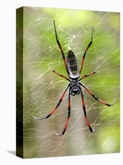 Close-Up of a Golden Silk Orb-Weaver, Andasibe-Mantadia National Park, Madagascar-null-Stretched Canvas