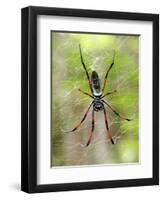 Close-Up of a Golden Silk Orb-Weaver, Andasibe-Mantadia National Park, Madagascar-null-Framed Photographic Print