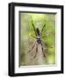 Close-Up of a Golden Silk Orb-Weaver, Andasibe-Mantadia National Park, Madagascar-null-Framed Photographic Print