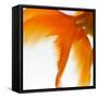 Close-up of a Goldfish Tail-Mark Mawson-Framed Stretched Canvas