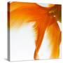 Close-up of a Goldfish Tail-Mark Mawson-Stretched Canvas