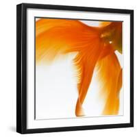 Close-up of a Goldfish Tail-Mark Mawson-Framed Photographic Print