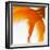 Close-up of a Goldfish Tail-Mark Mawson-Framed Photographic Print