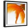 Close-up of a Goldfish Tail-Mark Mawson-Framed Photographic Print