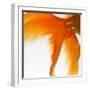 Close-up of a Goldfish Tail-Mark Mawson-Framed Photographic Print