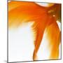 Close-up of a Goldfish Tail-Mark Mawson-Mounted Photographic Print