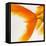 Close-up of a Goldfish Tail-Mark Mawson-Framed Stretched Canvas