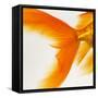 Close-up of a Goldfish Tail-Mark Mawson-Framed Stretched Canvas