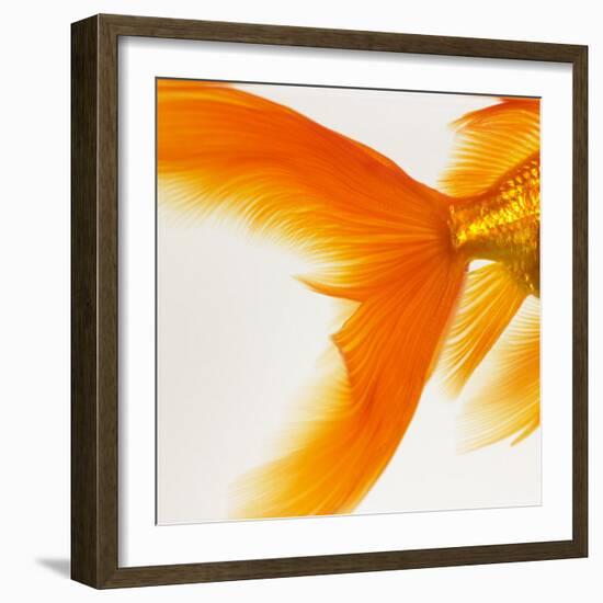 Close-up of a Goldfish Tail-Mark Mawson-Framed Photographic Print