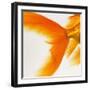 Close-up of a Goldfish Tail-Mark Mawson-Framed Photographic Print