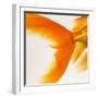 Close-up of a Goldfish Tail-Mark Mawson-Framed Photographic Print