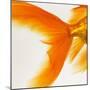 Close-up of a Goldfish Tail-Mark Mawson-Mounted Photographic Print