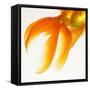 Close-up of a Goldfish Tail-Mark Mawson-Framed Stretched Canvas