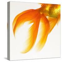 Close-up of a Goldfish Tail-Mark Mawson-Stretched Canvas