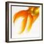 Close-up of a Goldfish Tail-Mark Mawson-Framed Photographic Print