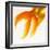 Close-up of a Goldfish Tail-Mark Mawson-Framed Photographic Print