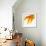 Close-up of a Goldfish Tail-Mark Mawson-Framed Photographic Print displayed on a wall
