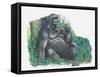 Close-Up of a Gorilla Sitting in the Forest and Eating Leaves (Gorilla Gorilla)-null-Framed Stretched Canvas