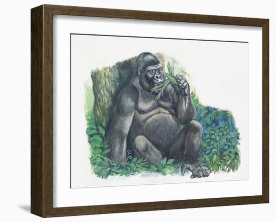 Close-Up of a Gorilla Sitting in the Forest and Eating Leaves (Gorilla Gorilla)-null-Framed Giclee Print