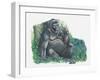 Close-Up of a Gorilla Sitting in the Forest and Eating Leaves (Gorilla Gorilla)-null-Framed Giclee Print