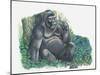 Close-Up of a Gorilla Sitting in the Forest and Eating Leaves (Gorilla Gorilla)-null-Mounted Giclee Print