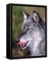 Close-up of a Gray Wolf with Tongue Extended-Lynn M^ Stone-Framed Stretched Canvas