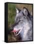 Close-up of a Gray Wolf with Tongue Extended-Lynn M^ Stone-Framed Stretched Canvas