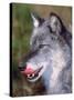 Close-up of a Gray Wolf with Tongue Extended-Lynn M^ Stone-Stretched Canvas