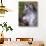 Close-up of a Gray Wolf with Tongue Extended-Lynn M^ Stone-Photographic Print displayed on a wall