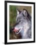 Close-up of a Gray Wolf with Tongue Extended-Lynn M^ Stone-Framed Photographic Print