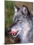 Close-up of a Gray Wolf with Tongue Extended-Lynn M^ Stone-Mounted Photographic Print