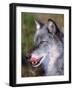 Close-up of a Gray Wolf with Tongue Extended-Lynn M^ Stone-Framed Photographic Print