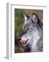 Close-up of a Gray Wolf with Tongue Extended-Lynn M^ Stone-Framed Photographic Print