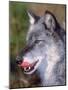 Close-up of a Gray Wolf with Tongue Extended-Lynn M^ Stone-Mounted Photographic Print