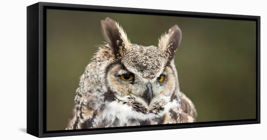 Close-Up of a Great Horned Owl (Bubo Virginianus-null-Framed Stretched Canvas