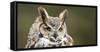 Close-Up of a Great Horned Owl (Bubo Virginianus-null-Framed Stretched Canvas