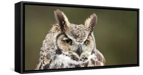 Close-Up of a Great Horned Owl (Bubo Virginianus-null-Framed Stretched Canvas