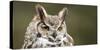 Close-Up of a Great Horned Owl (Bubo Virginianus-null-Stretched Canvas
