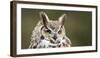 Close-Up of a Great Horned Owl (Bubo Virginianus-null-Framed Premium Photographic Print