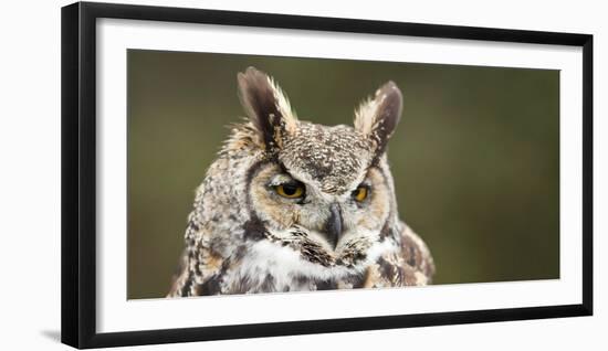 Close-Up of a Great Horned Owl (Bubo Virginianus-null-Framed Premium Photographic Print