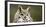 Close-Up of a Great Horned Owl (Bubo Virginianus-null-Framed Premium Photographic Print