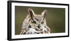 Close-Up of a Great Horned Owl (Bubo Virginianus-null-Framed Premium Photographic Print